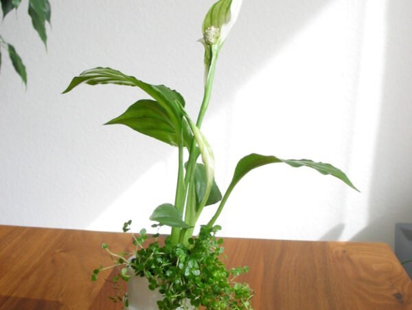 Mini Plant Space Rocket With Pot