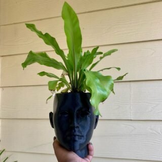 Human Head Planter Female Face Pot