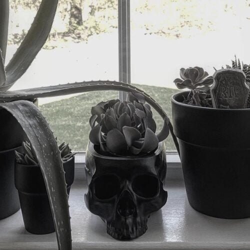Skull Hanging Planter | Skull Pot | Cactus Planter | Different Colors Options