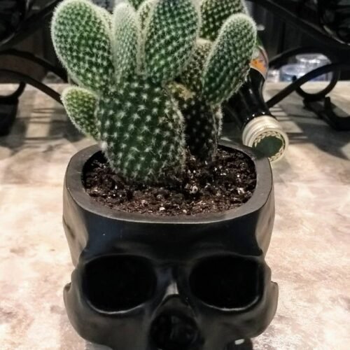 Hanging Skull Plant Pot for Home and Garden Decor