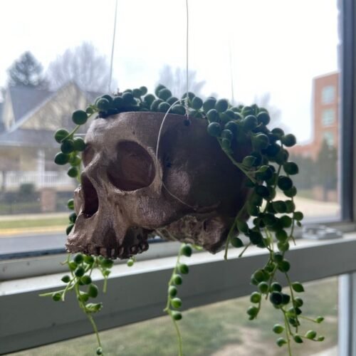 Skull Hanging Planter | Skull Pot | Cactus Planter | Different Colors Options