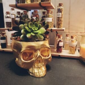 Skull Hanging Planter | Skull Pot | Cactus Planter | Different Colors Options